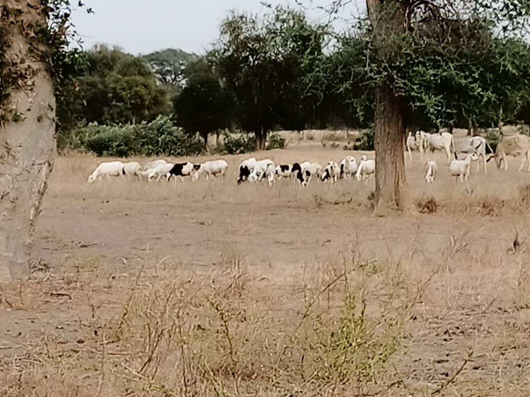 il terreno coltivabile del villaggio di Gapassel