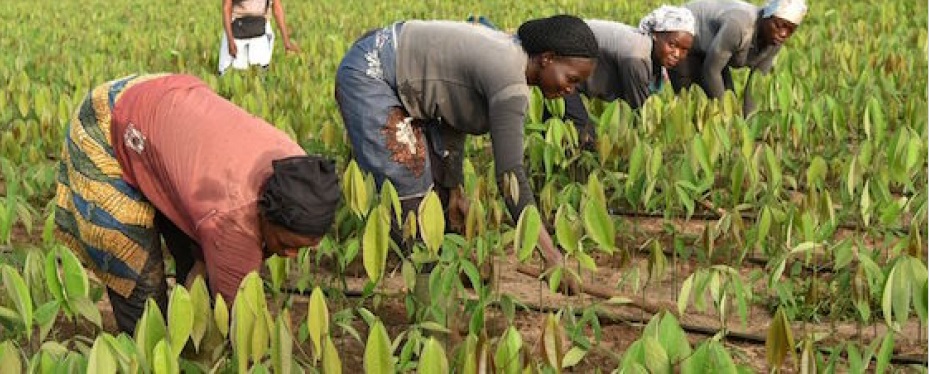Donne africane coltivano